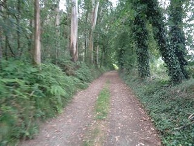 Paisaje gallego del Camino Inglés entre Bruma y Sigüeiro